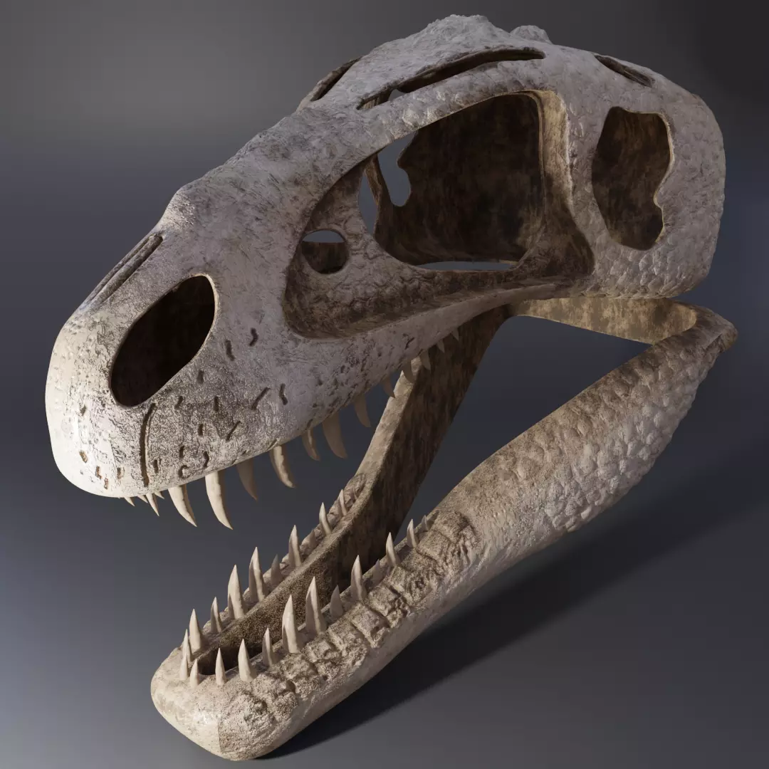 Tyrannosaurus Rex Skull 3D model_0