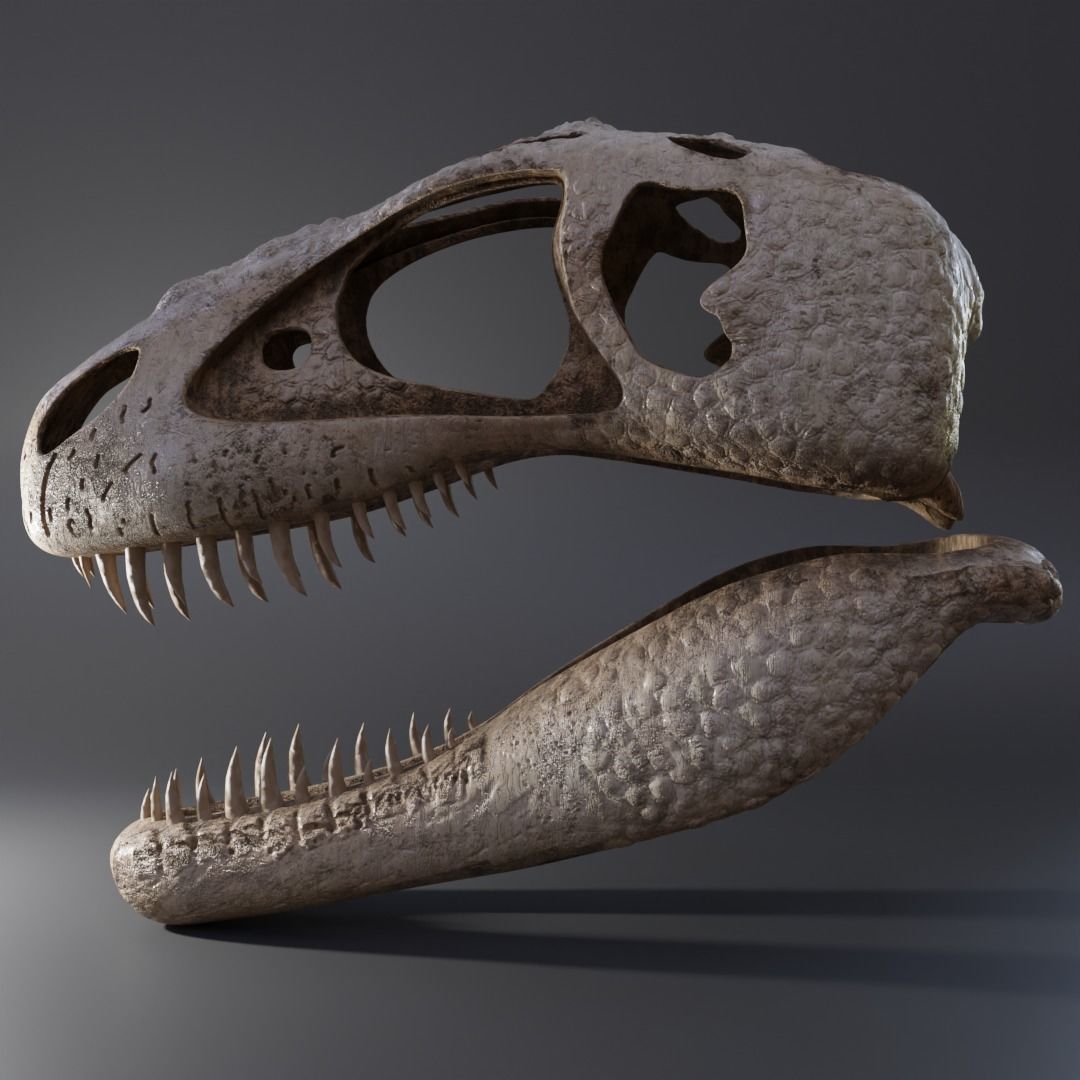 Tyrannosaurus Rex Skull 3D model_1