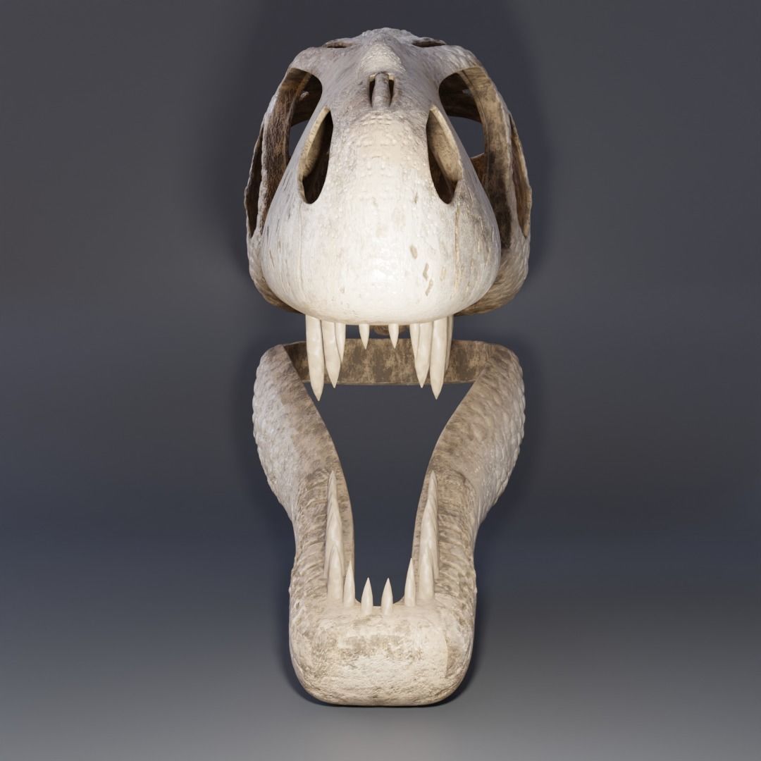 Tyrannosaurus Rex Skull 3D model_2