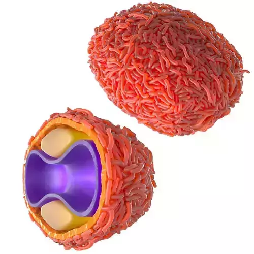 Monkeypox Virus Smalpox