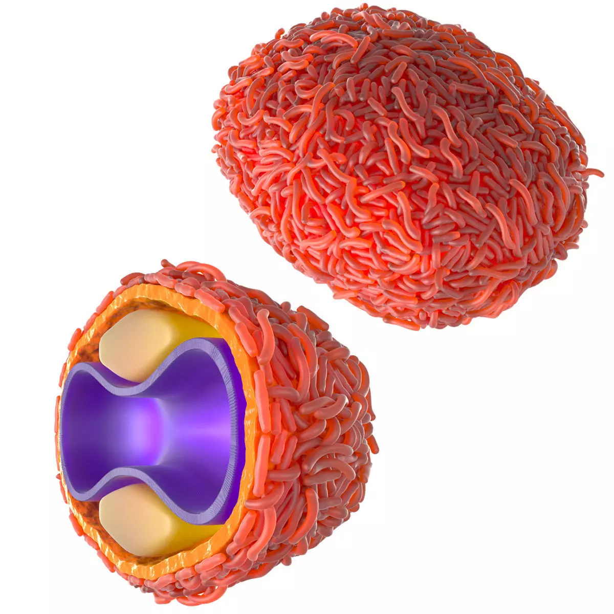 Monkeypox Virus Smalpox 3D model