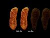 Chicken and Schnitzel fbx models 3D model_1