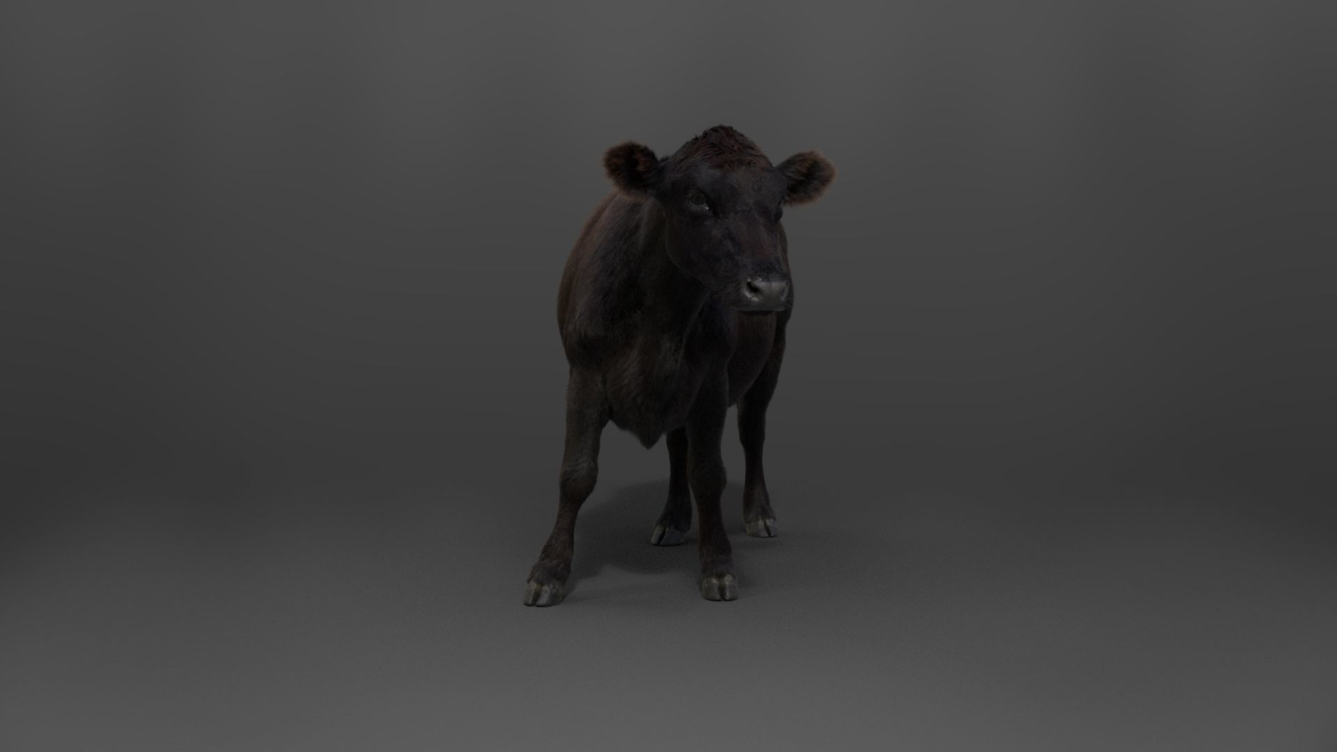 Black Cattle Animated VFX Grace 3D model_9
