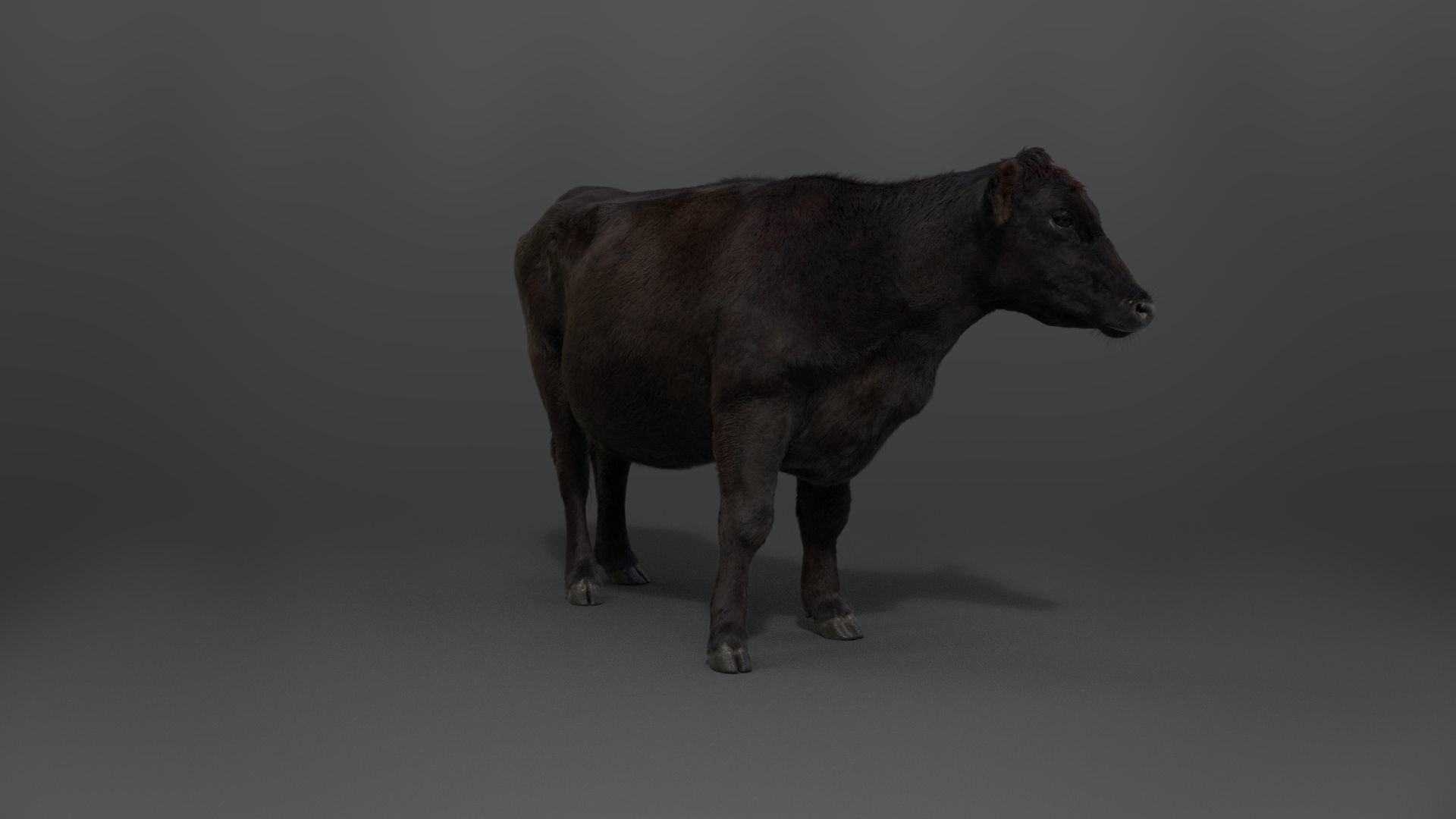 Black Cattle Animated VFX Grace 3D model_10