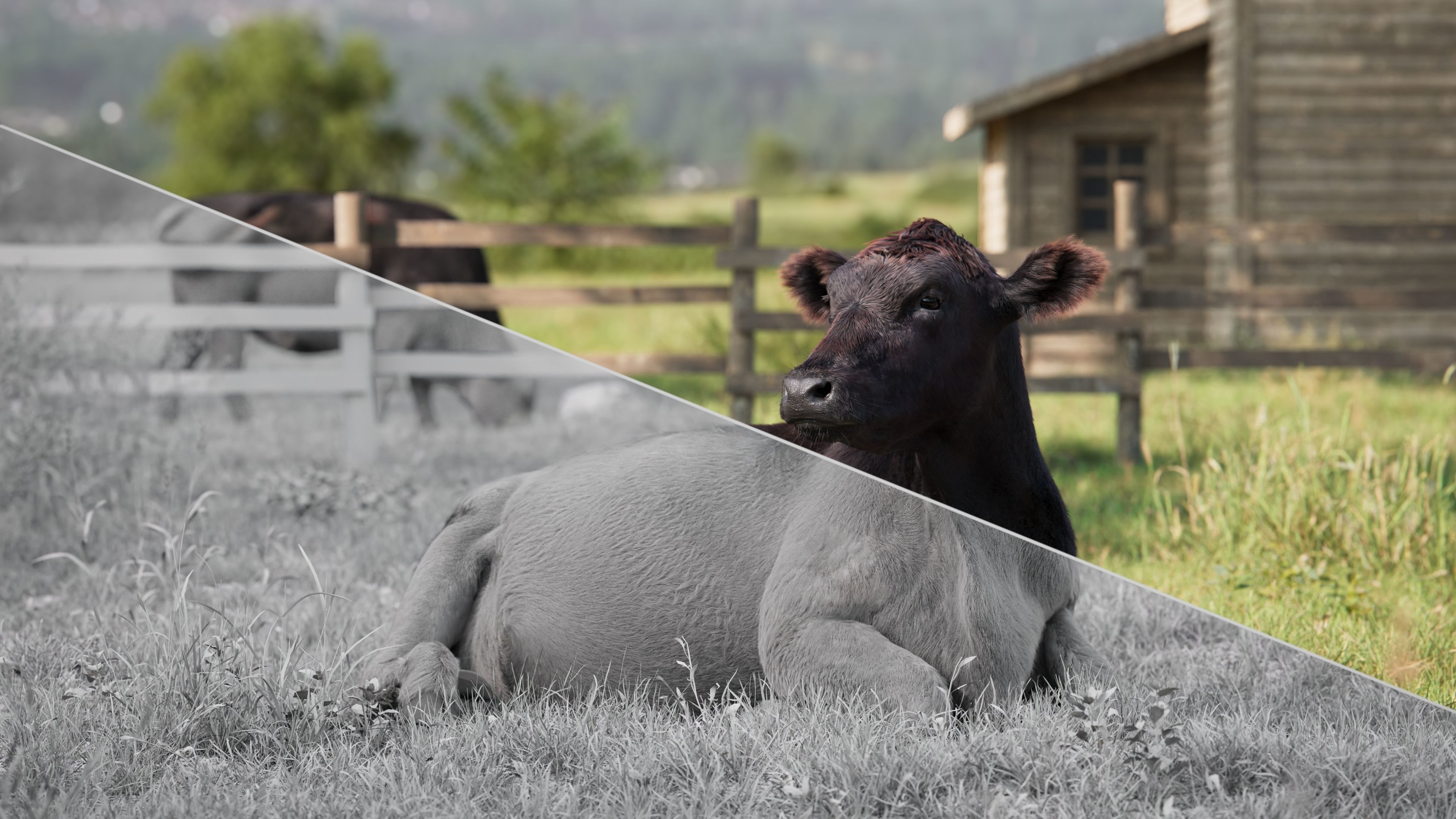 Black Cattle Animated VFX Grace 3D model_8