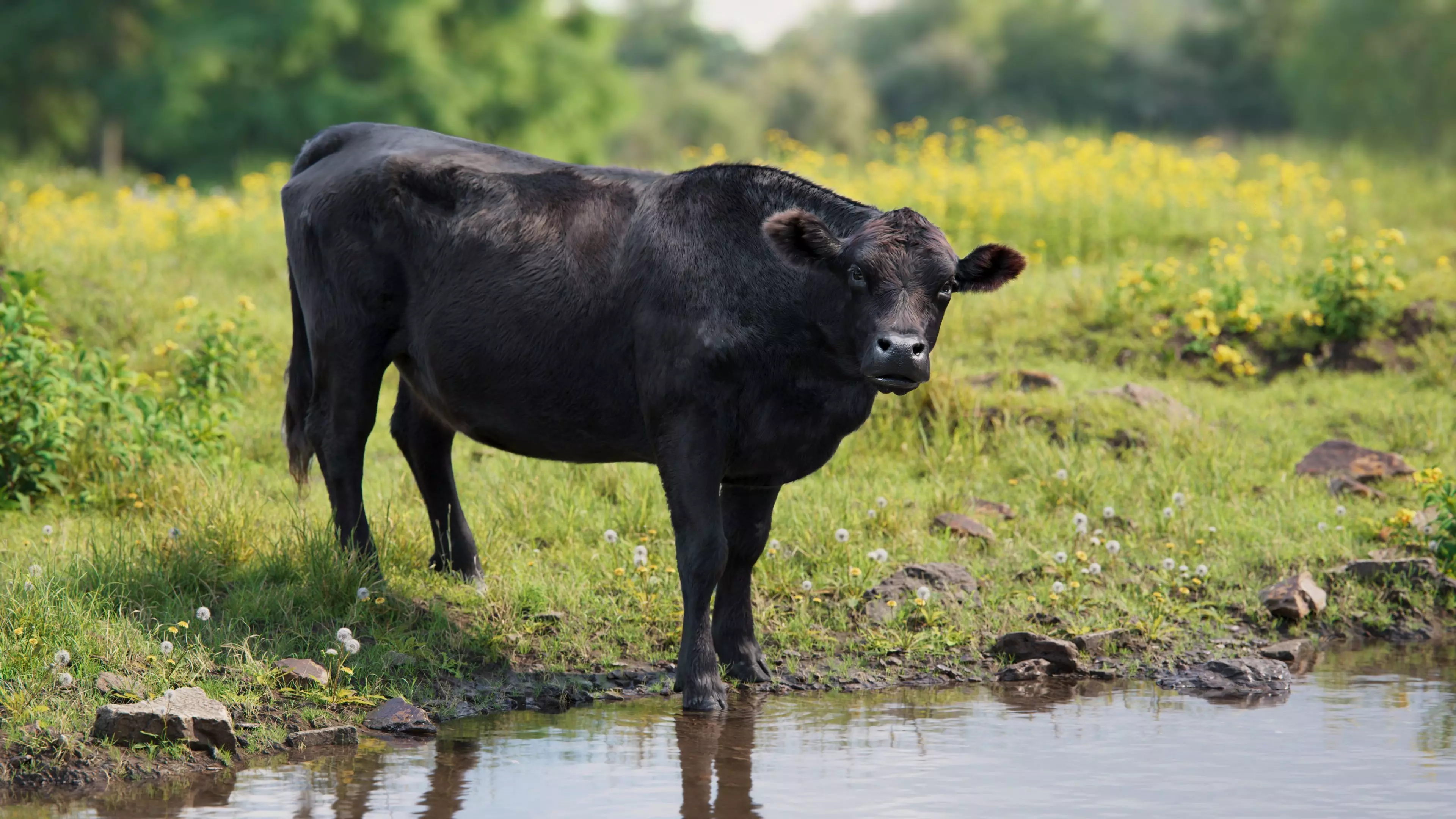 Black Cattle Animated VFX Grace 3D model_0