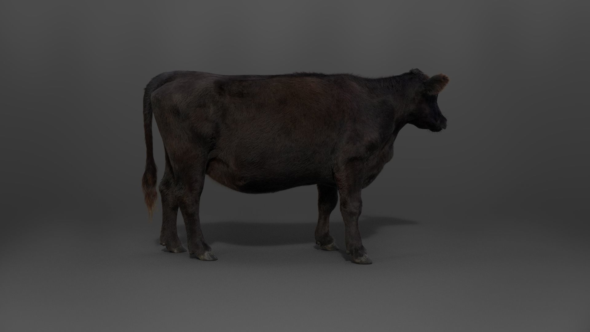Black Cattle Animated VFX Grace 3D model_11