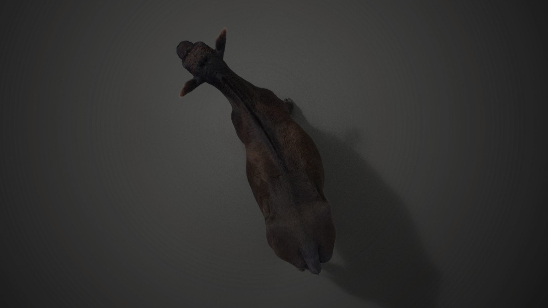 Black Cattle Animated VFX Grace 3D model_15