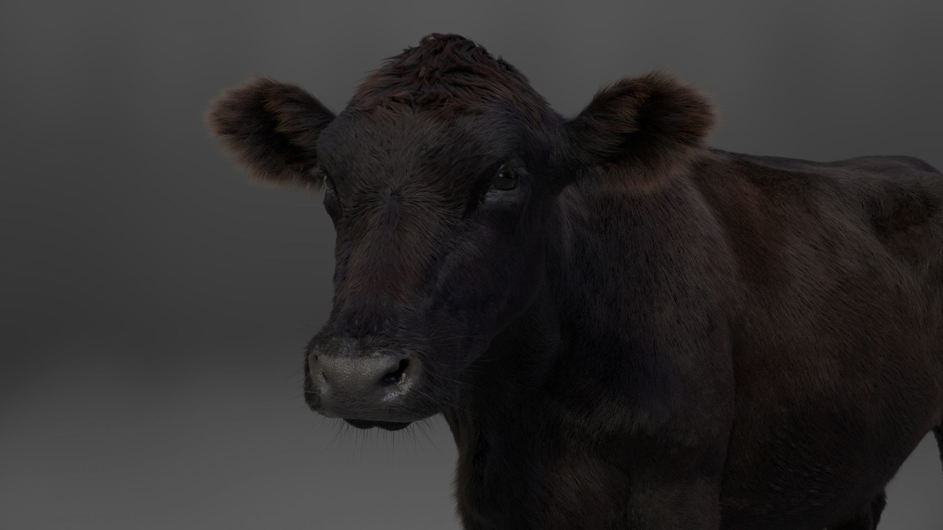 Black Cattle Animated VFX Grace 3D model_17
