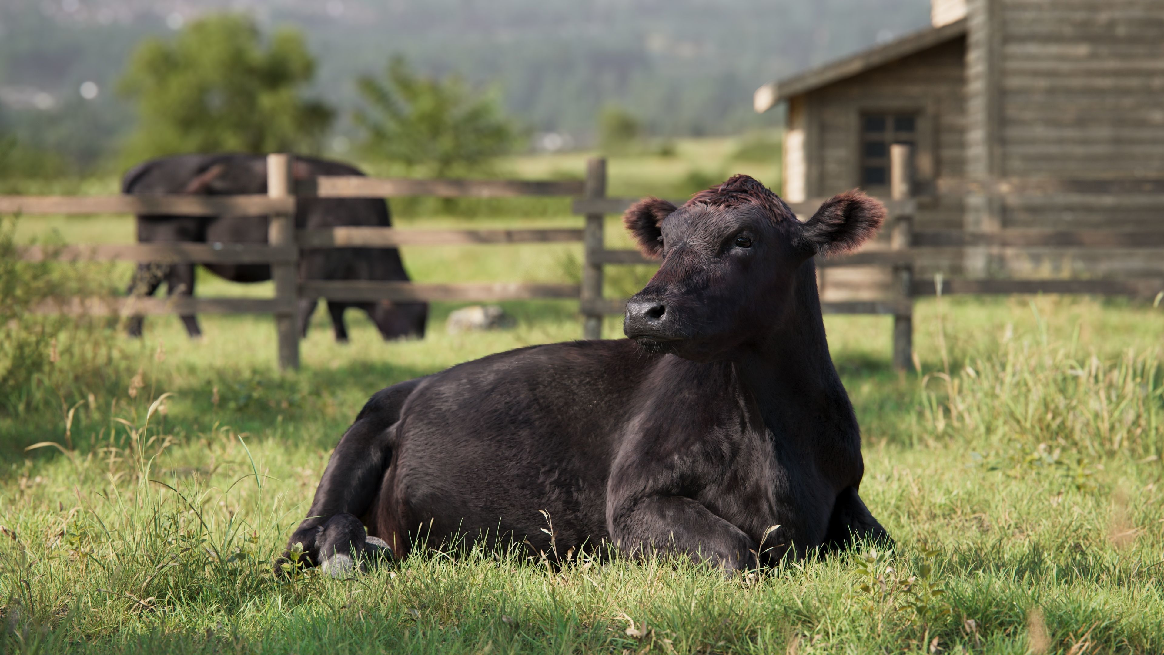 Black Cattle Animated VFX Grace 3D model_7