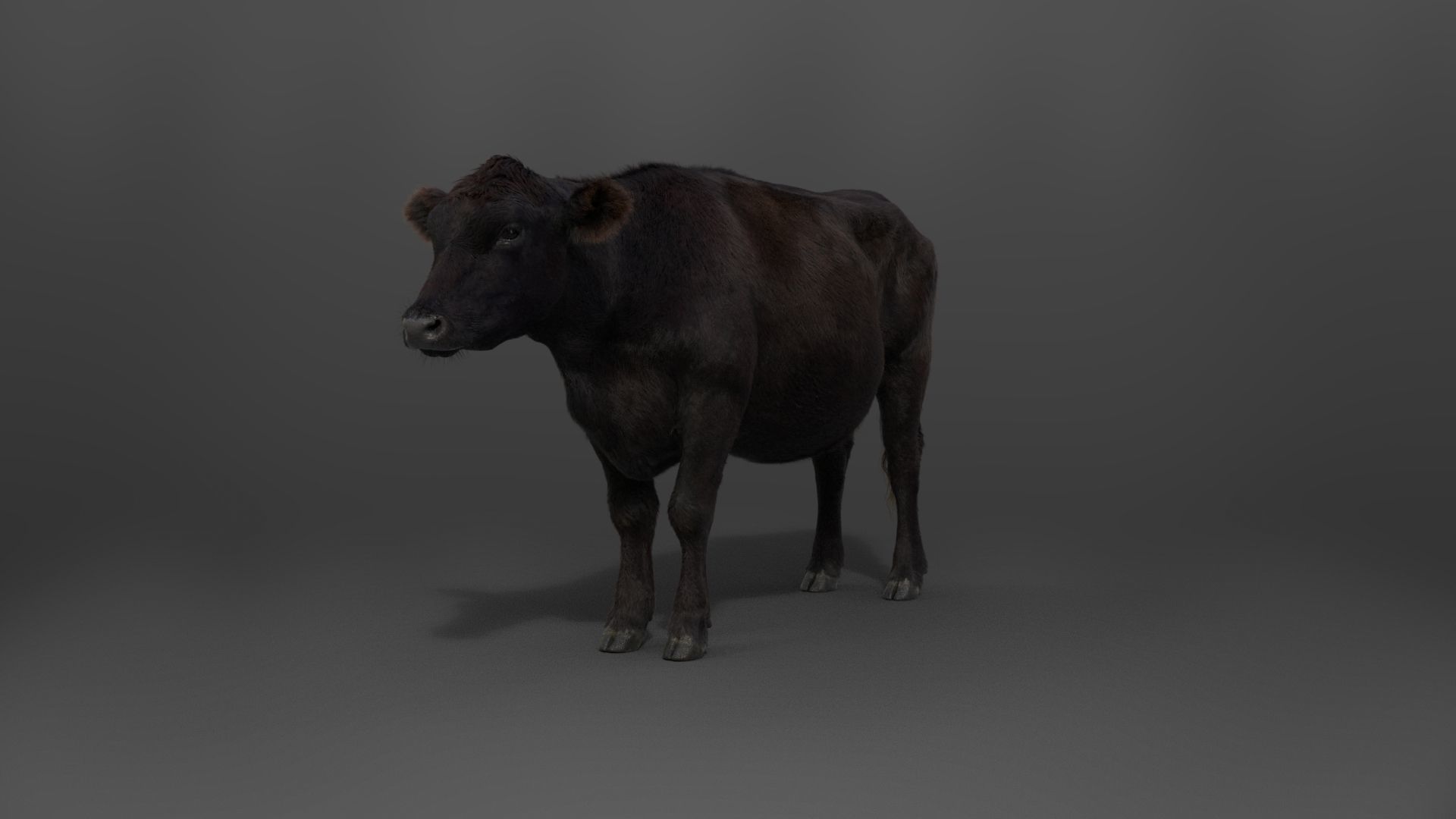 Black Cattle Animated VFX Grace 3D model_16