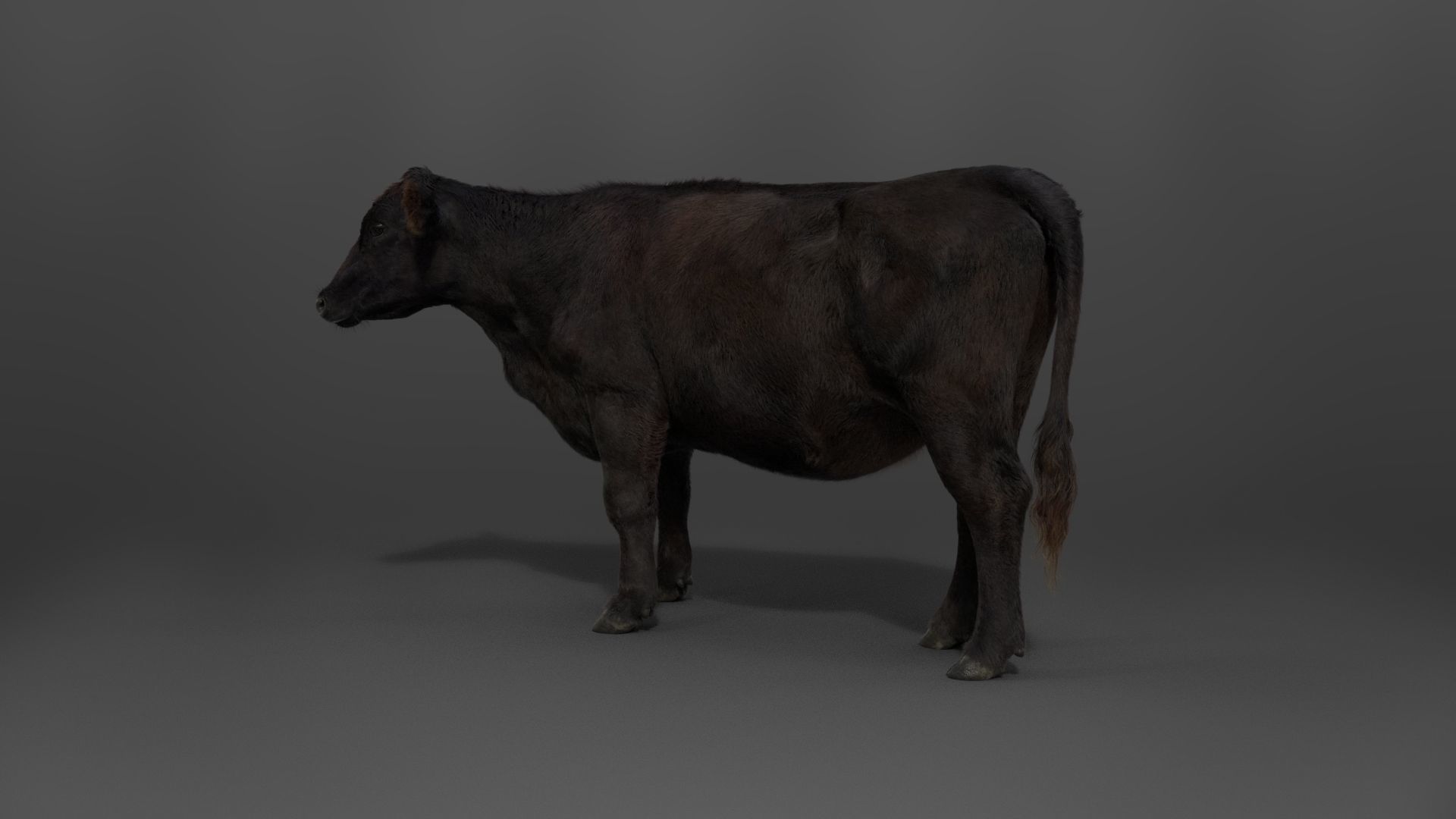 Black Cattle Animated VFX Grace 3D model_13