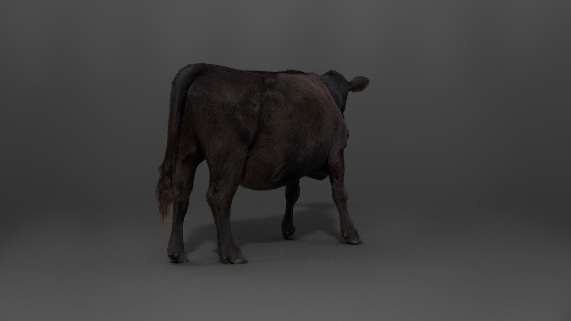 Black Cattle Animated VFX Grace 3D model_12