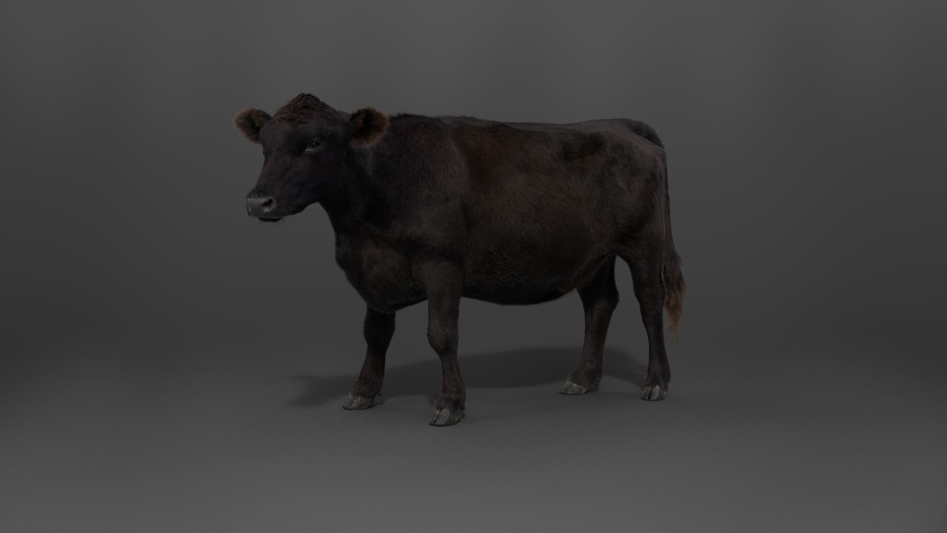 Black Cattle Animated VFX Grace 3D model_14