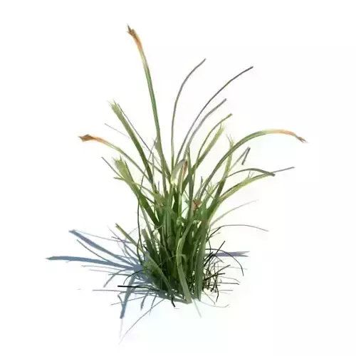 Green Simple Grass Tuffet 3D model