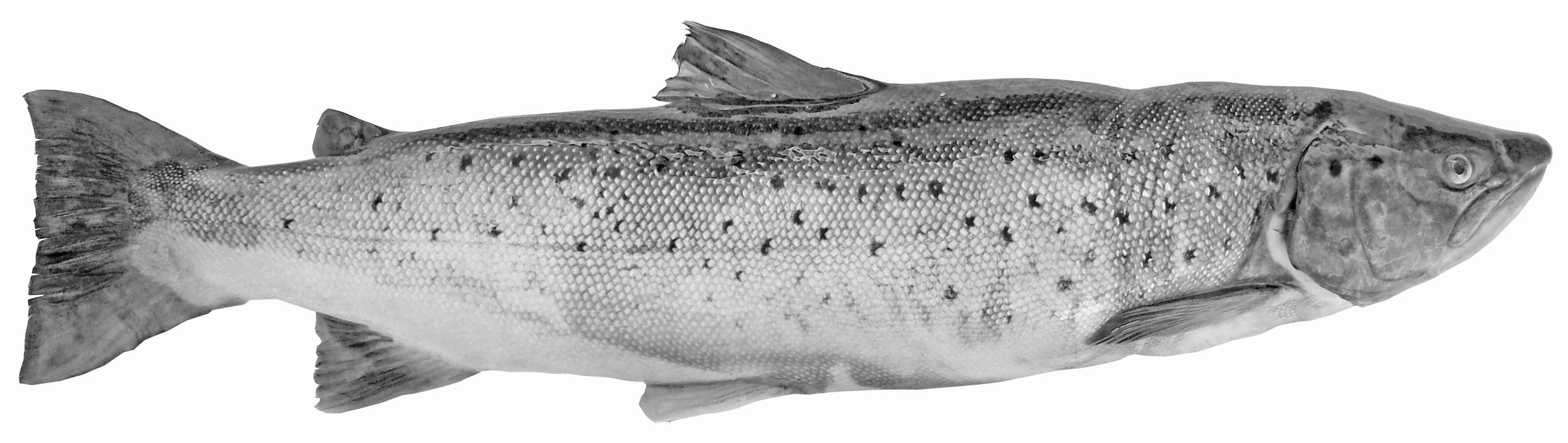 Showcase with fish and seafood 3D model_18