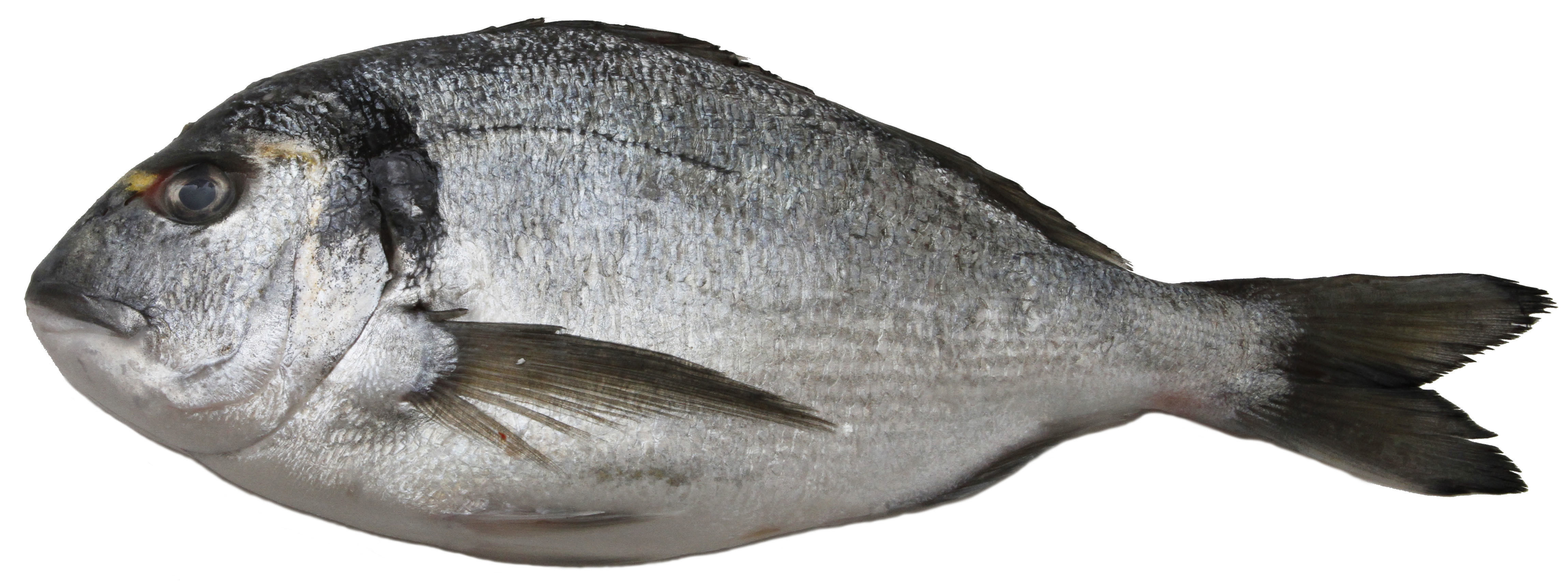 Showcase with fish and seafood 3D model_5