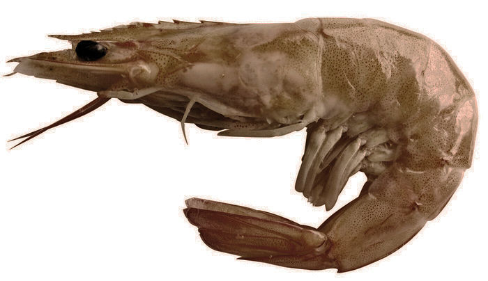 Showcase with fish and seafood 3D model_32