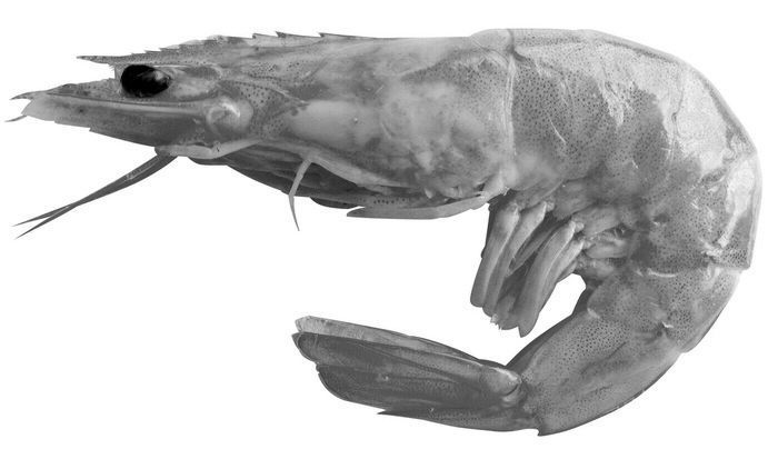 Showcase with fish and seafood 3D model_33