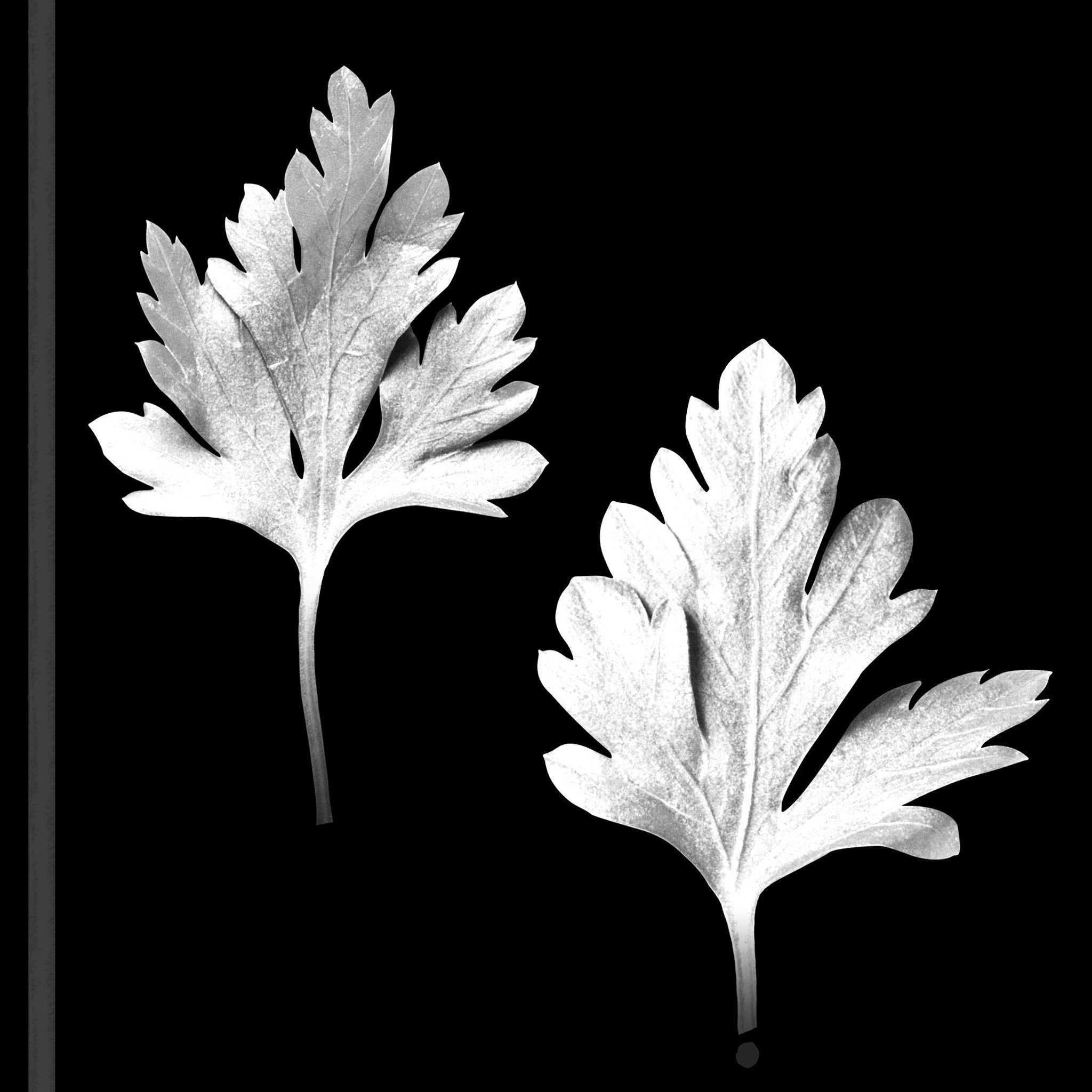 Showcase with fish and seafood 3D model_26