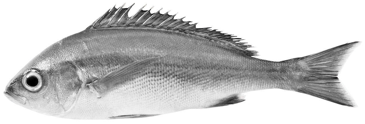 Showcase with fish and seafood 3D model_10