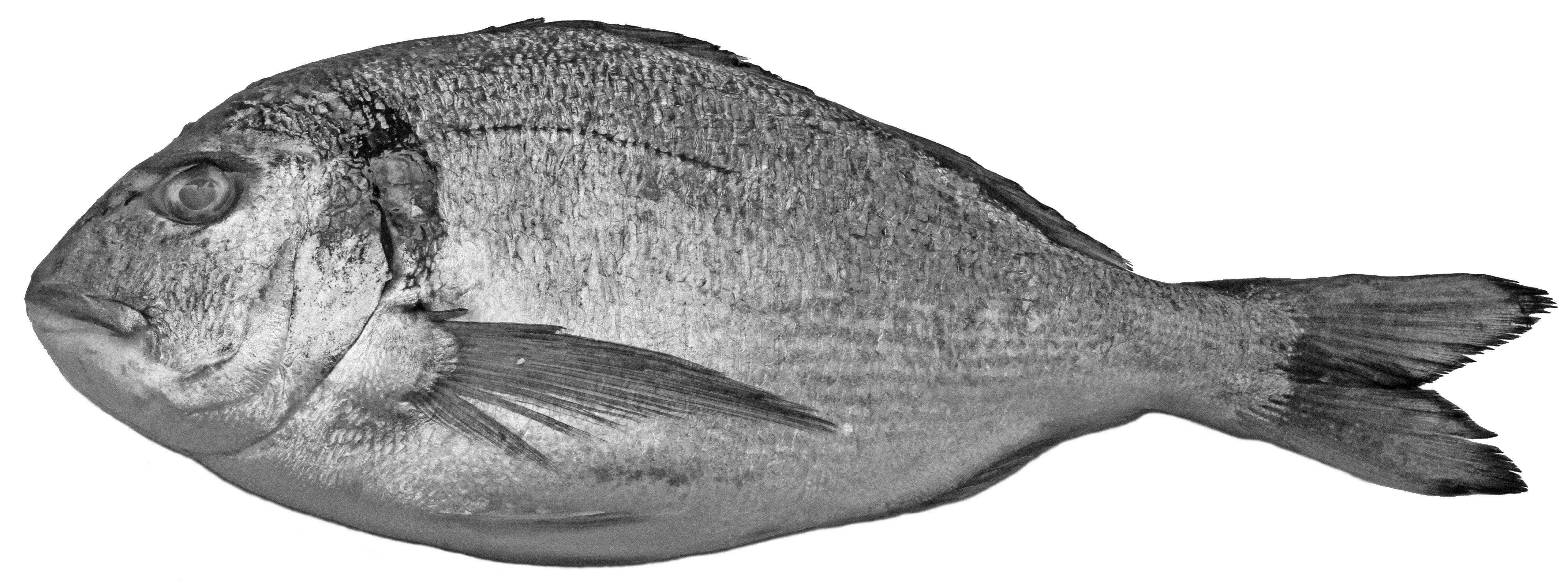 Showcase with fish and seafood 3D model_4