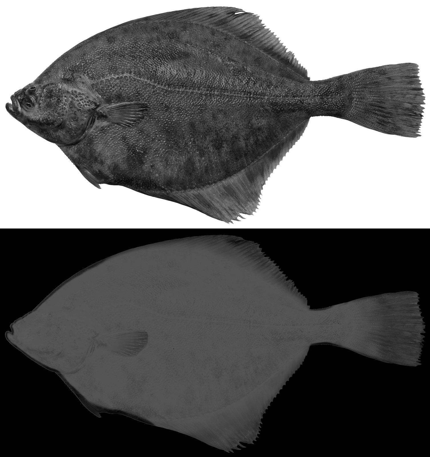 Showcase with fish and seafood 3D model_7