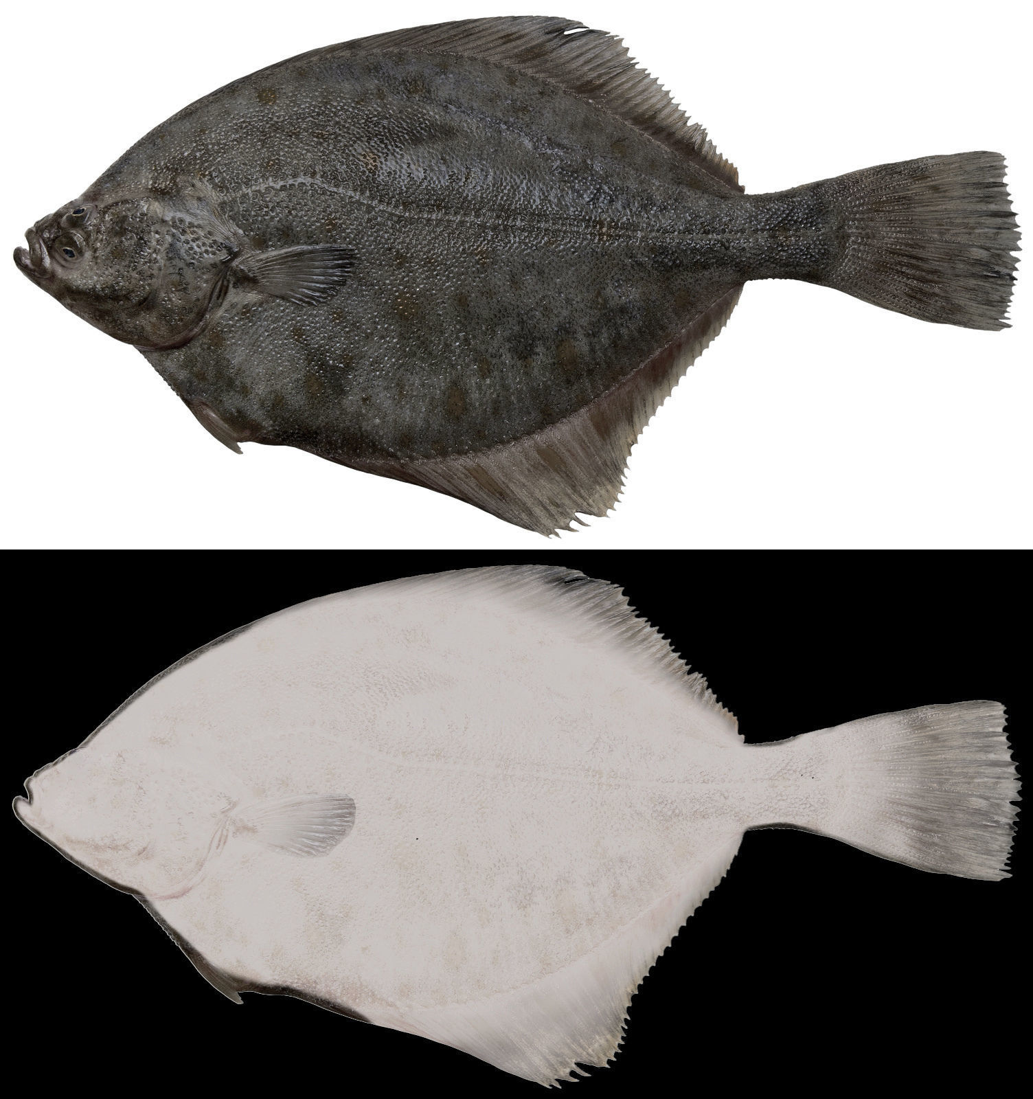 Showcase with fish and seafood 3D model_8