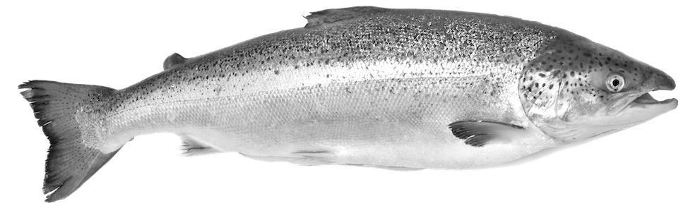 Showcase with fish and seafood 3D model_13