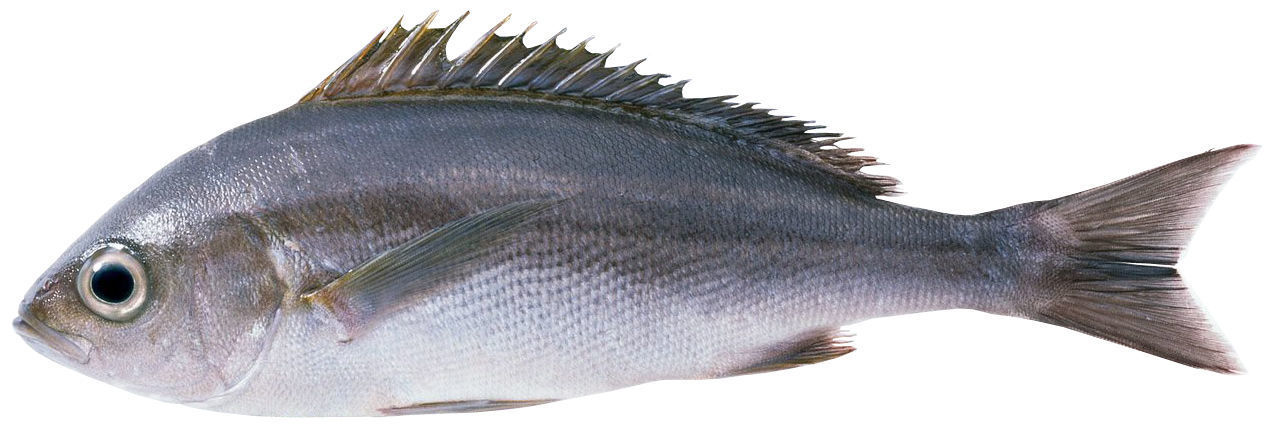 Showcase with fish and seafood 3D model_11