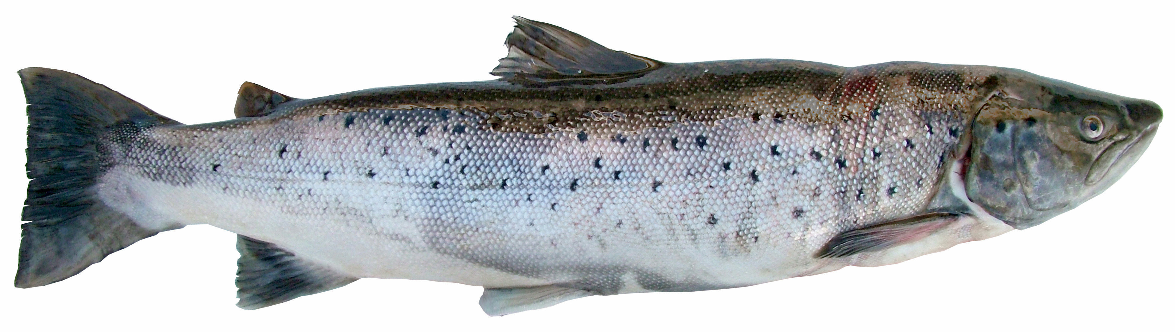 Showcase with fish and seafood 3D model_19