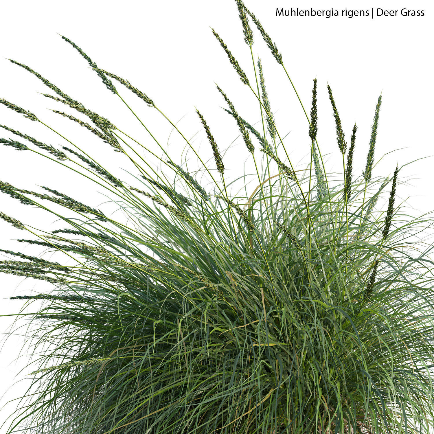 Muhlenbergia rigens 02 3D model_1