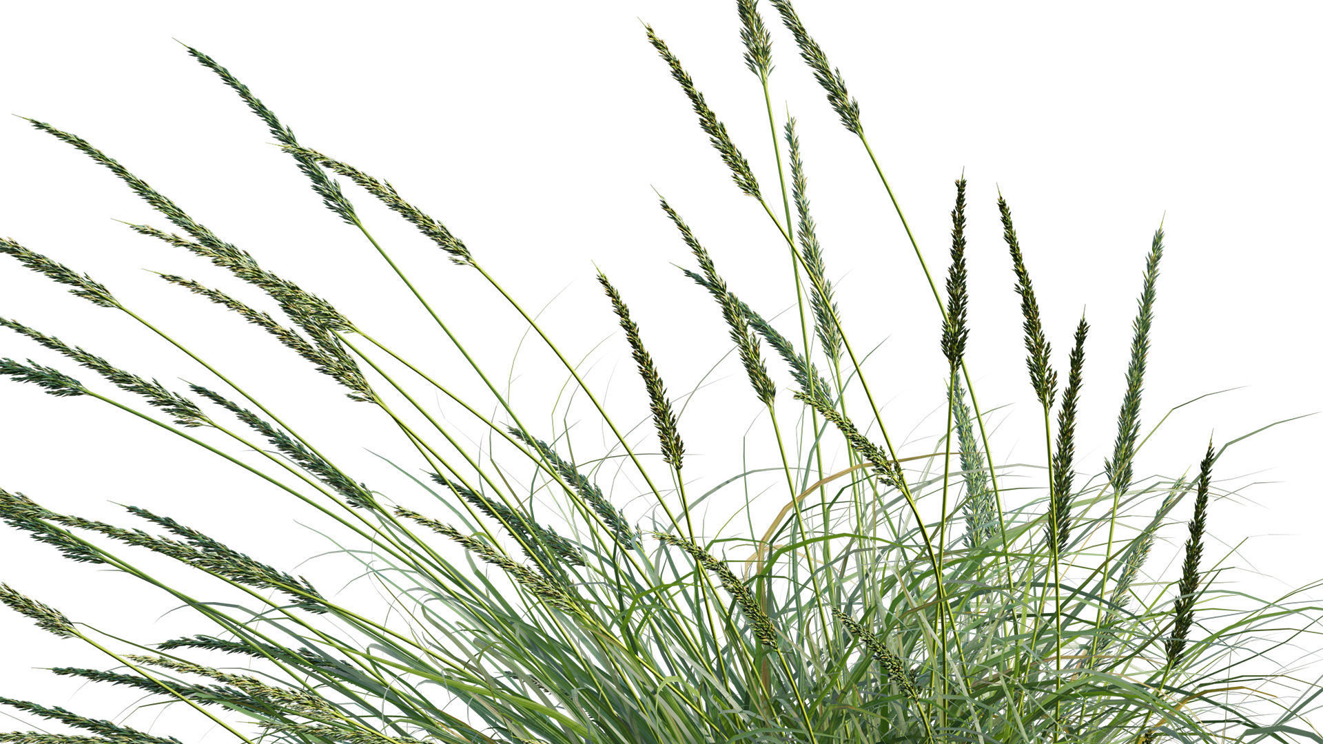 Muhlenbergia rigens 02 3D model_9