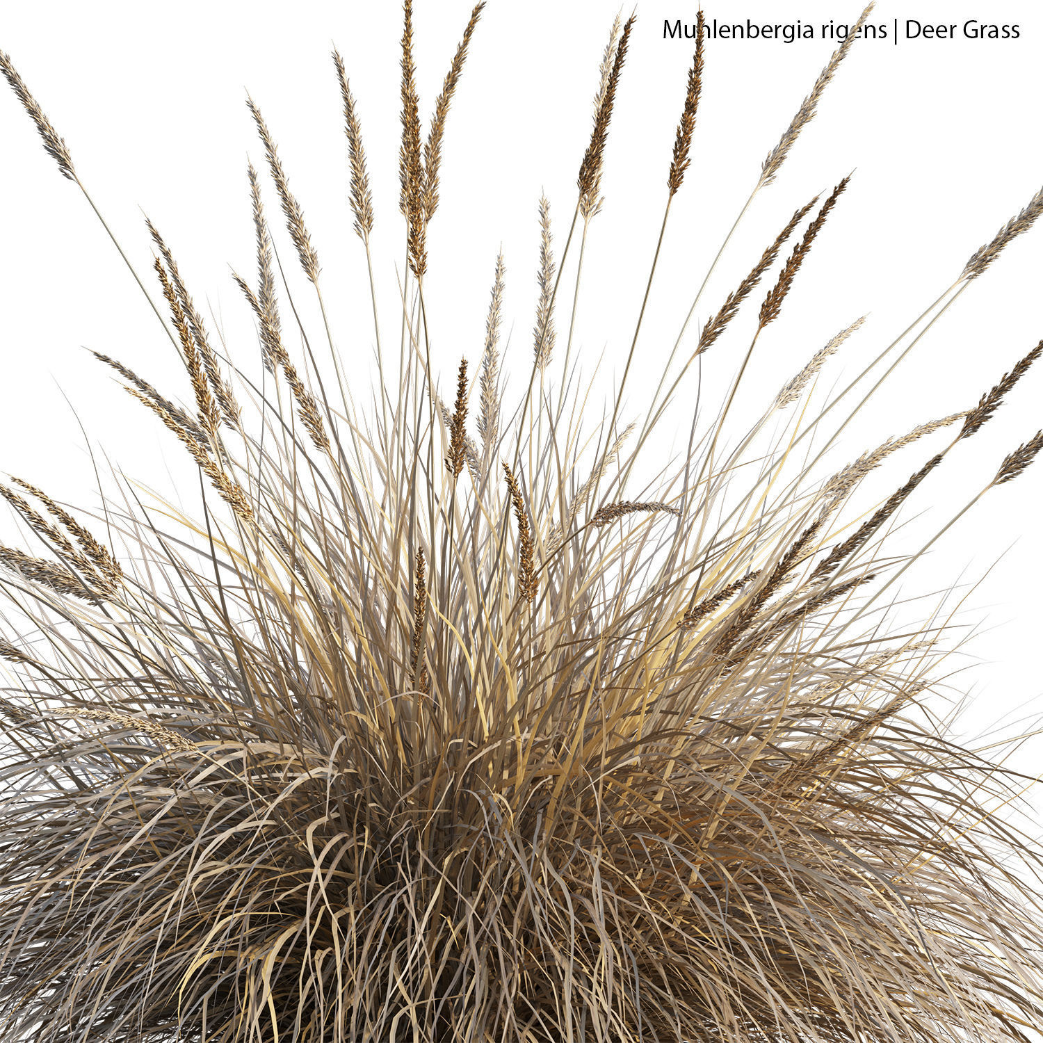 Muhlenbergia rigens 02 3D model_2