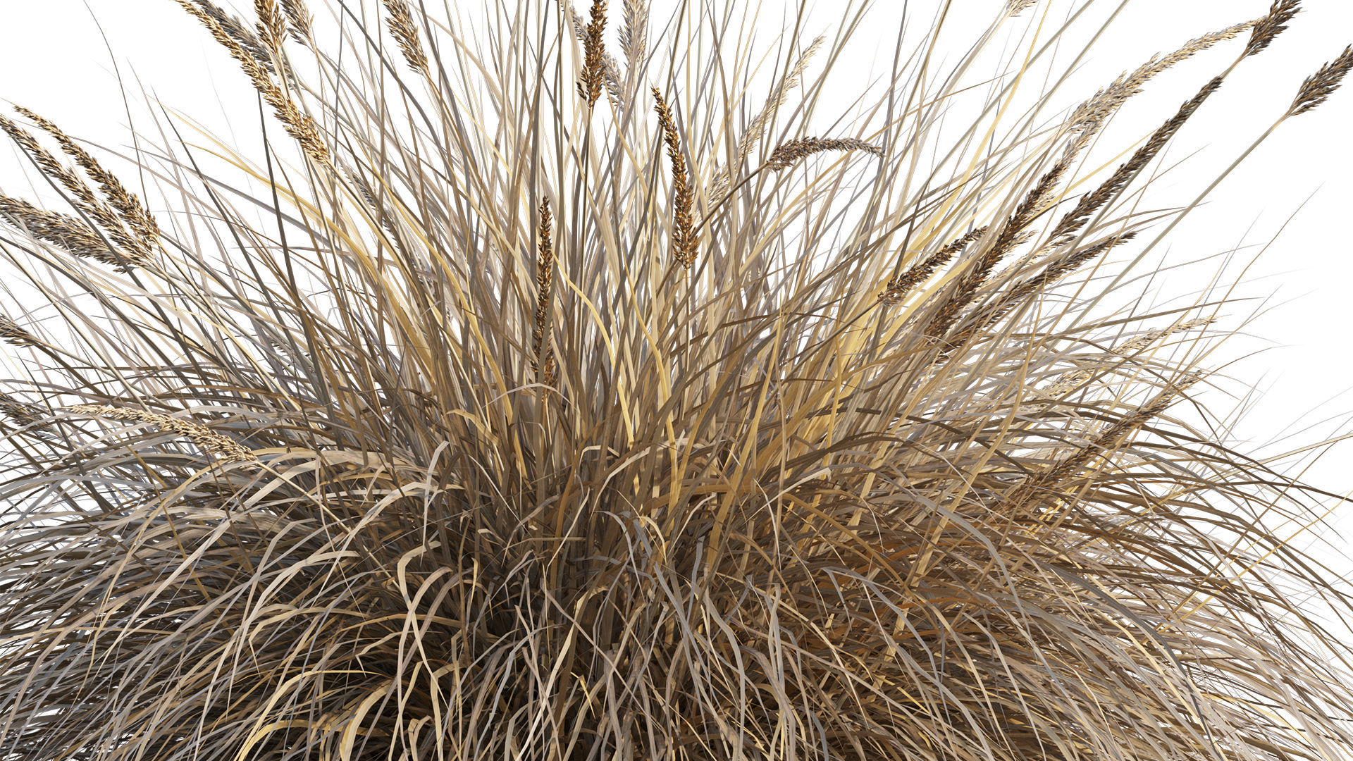 Muhlenbergia rigens 02 3D model_8