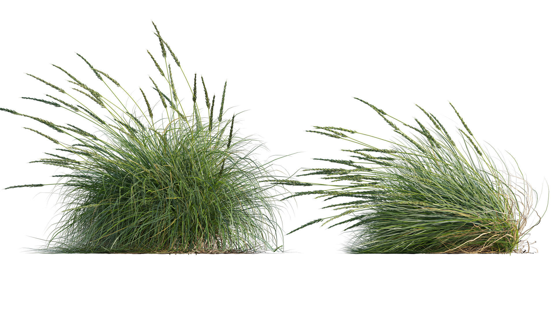 Muhlenbergia rigens 02 3D model_6