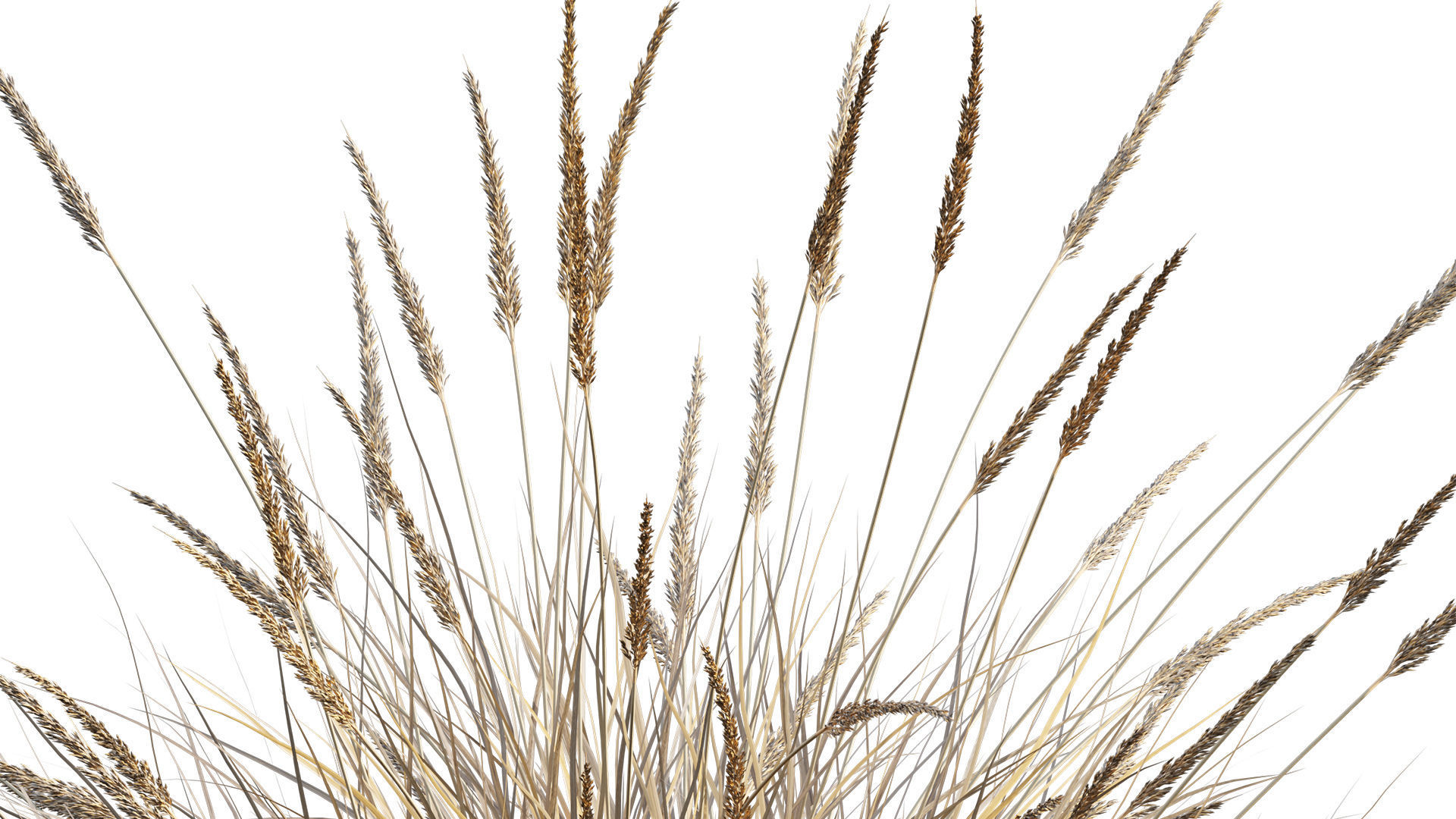 Muhlenbergia rigens 02 3D model_7