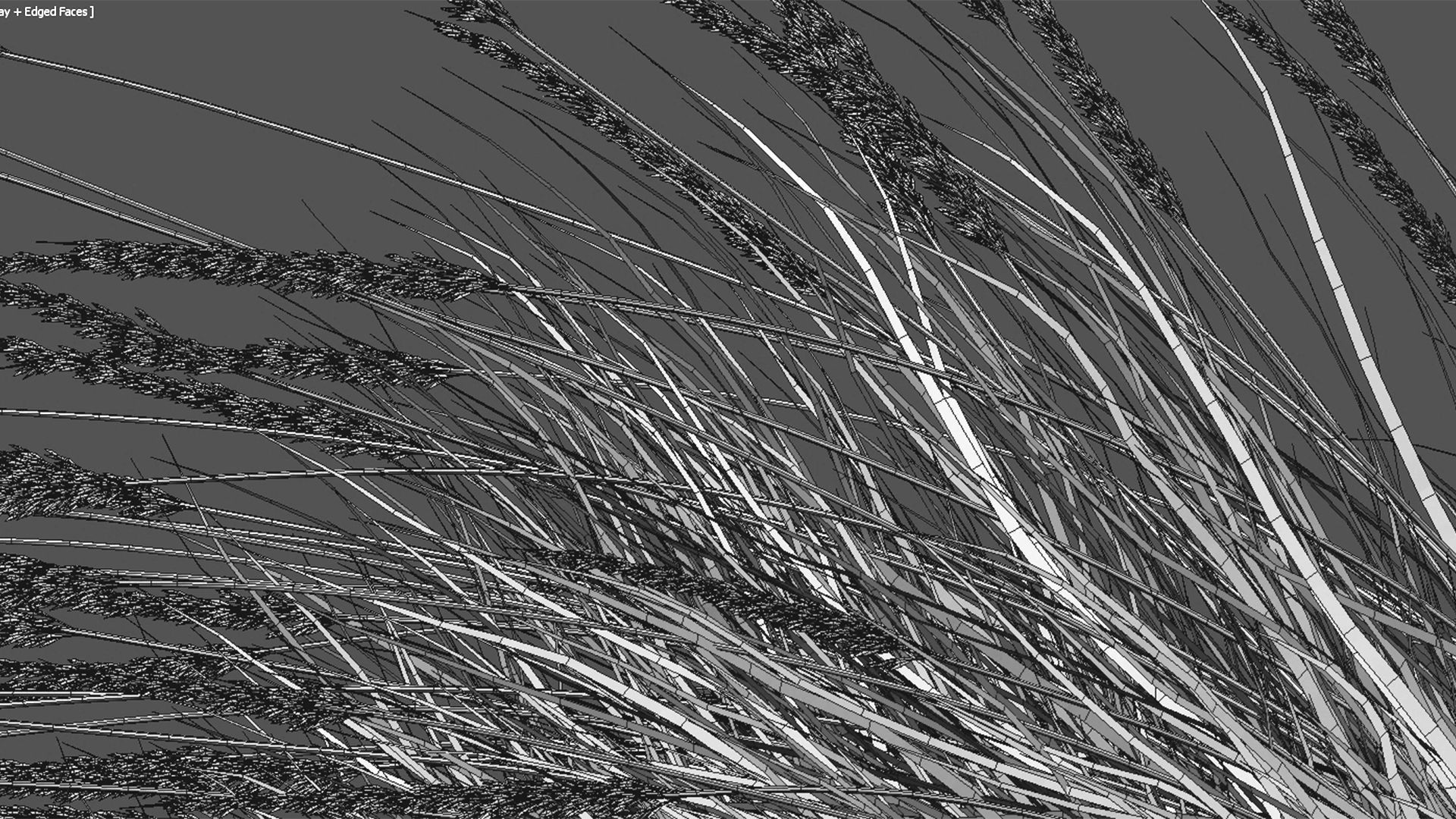 Muhlenbergia rigens 02 3D model_4