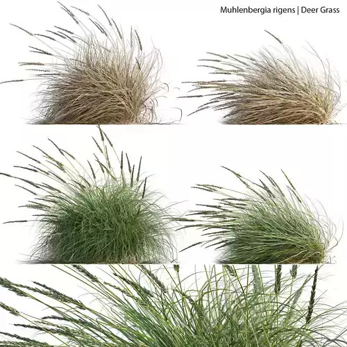 Muhlenbergia rigens 02 3D model