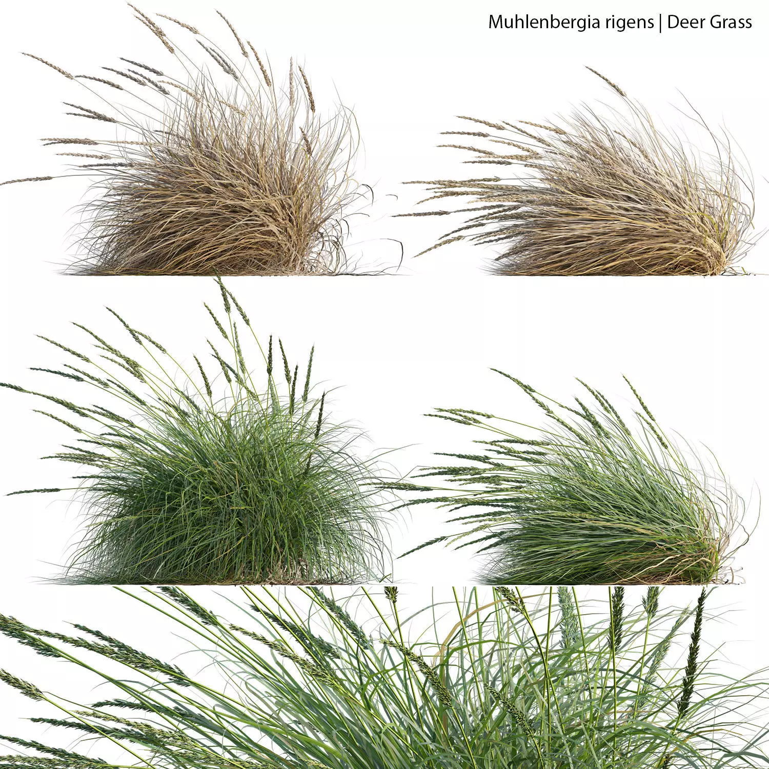Muhlenbergia rigens 02 3D model_0