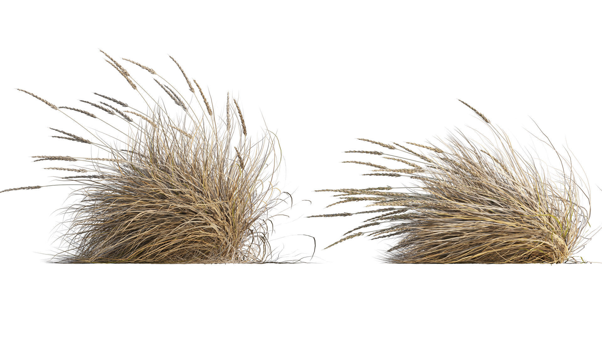 Muhlenbergia rigens 02 3D model_5