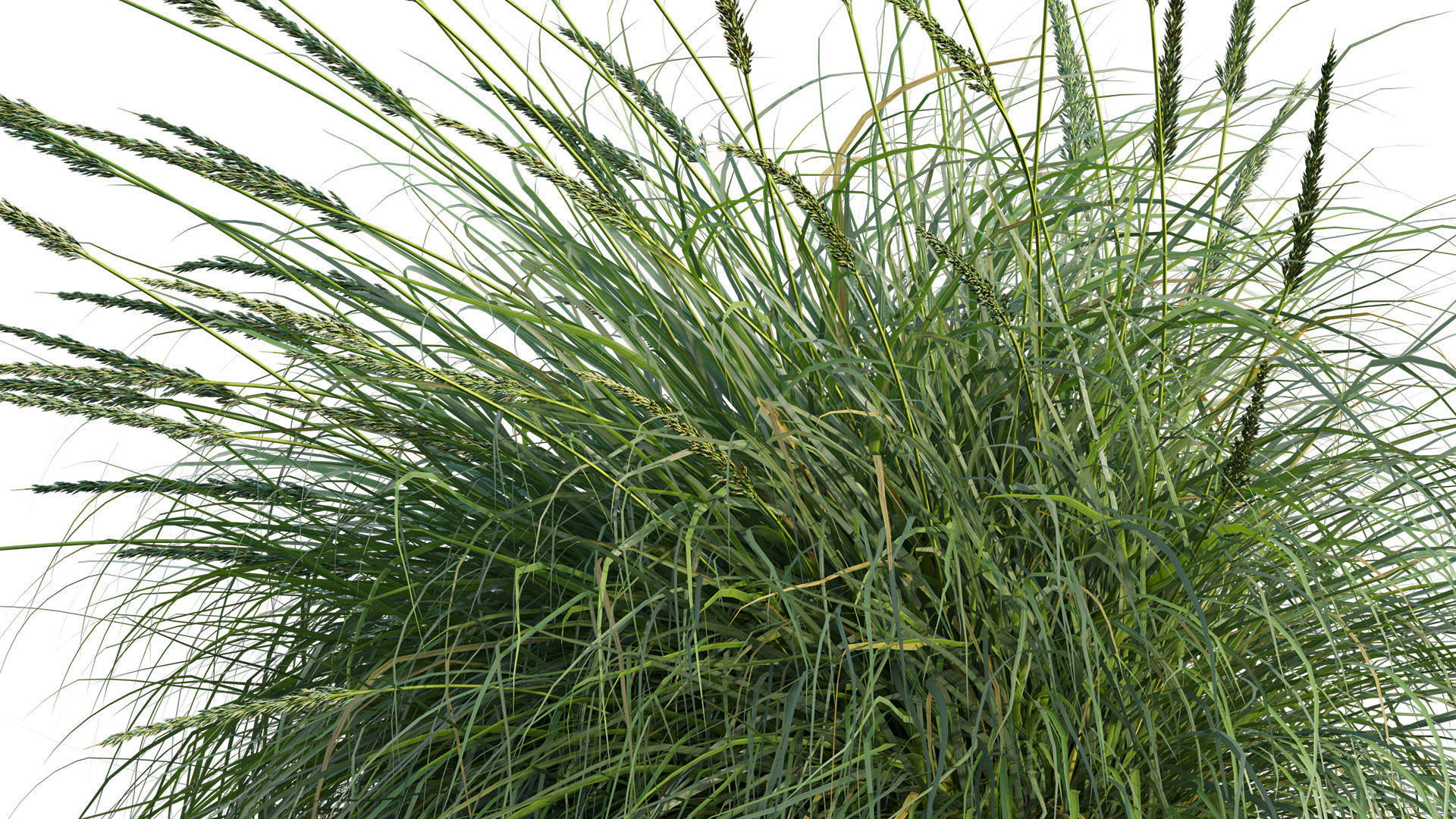 Muhlenbergia rigens 02 3D model_10
