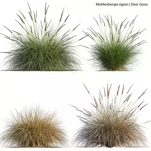 Muhlenbergia rigens 01 3D model