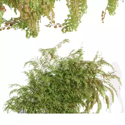 New Plant Adiantum Capillus Veneris Fern Wall Grow Bottom02