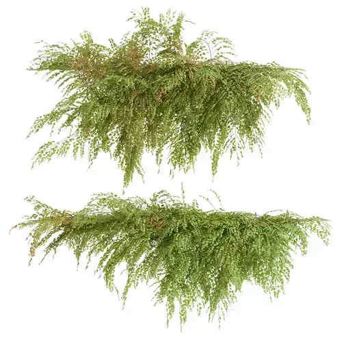 New Plant Adiantum Capillus Veneris Fern Wall Grow Top Free 3D model