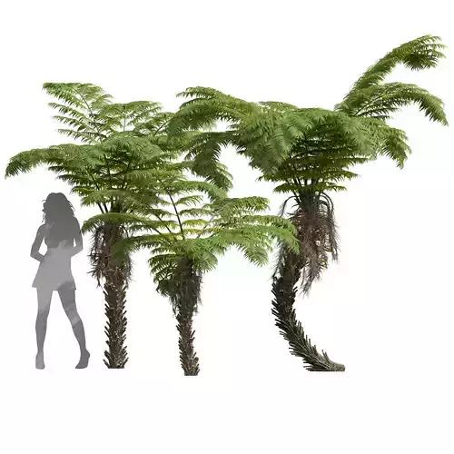 New Plant High detail Alsophila Spinulosa Fern Medium 3D model
