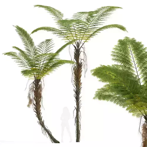 New Plant High detail Alsophila Spinulosa Fern Tall