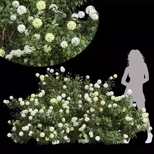 Viburnum Opulus Roseum Small