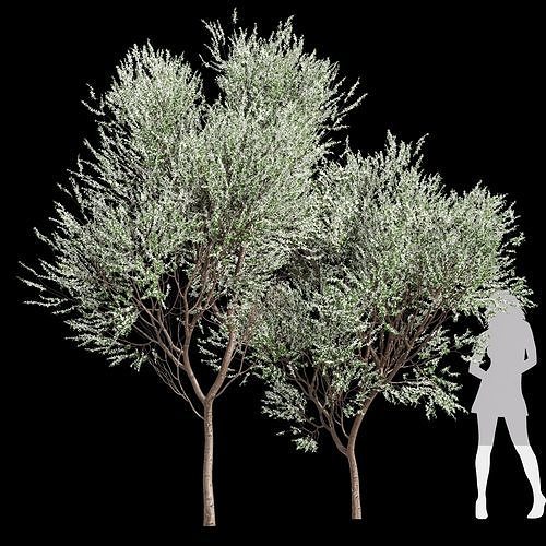 New Tree High detail Prunus Spinosa Bloom 3D model