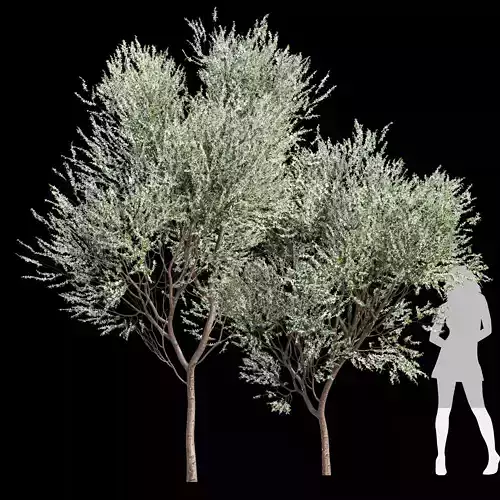 New Tree High detail Prunus Spinosa Bloom 3D model